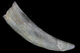 Fossil Pygmy Sperm Whale (Kogiopsis) Tooth #78234-1